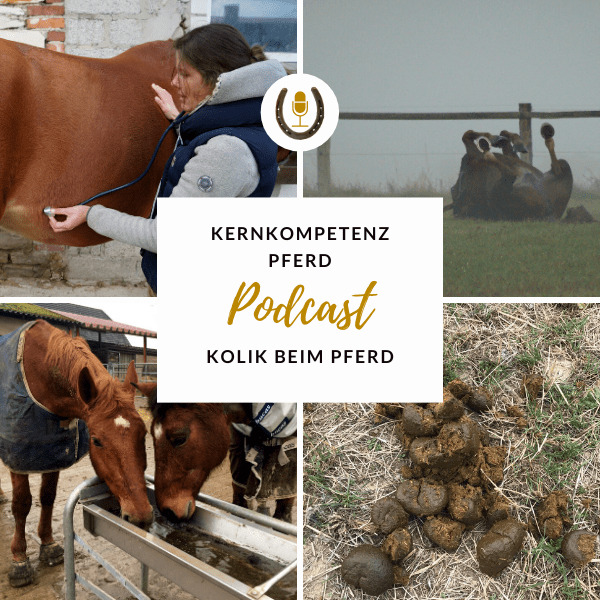 Podcast-Cover zur Folge über Kolik beim Pferd mit wälzendem Pferd, Abhören des Bauchs und Winterweide