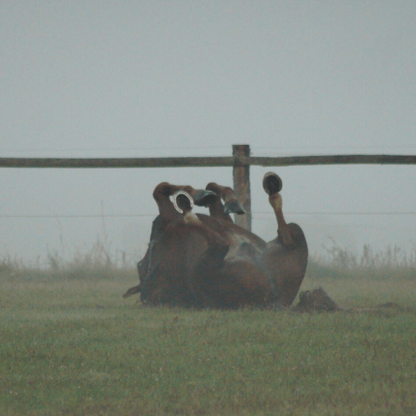 Pferd wälzt sich auf der Weide im Nebel, ein mögliches Anzeichen einer Kolik