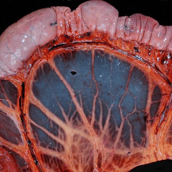 Präparat eines Pferdedünndarms aus der Veterinär-Pathologie Leipzig, das die lange Aufhängung des Darms zeigt