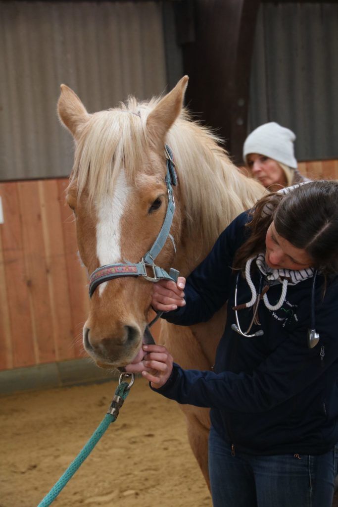 Tierärztin mit Stethoskop kontrolliert das Maul eines Palominos beim Gesundheitscheck