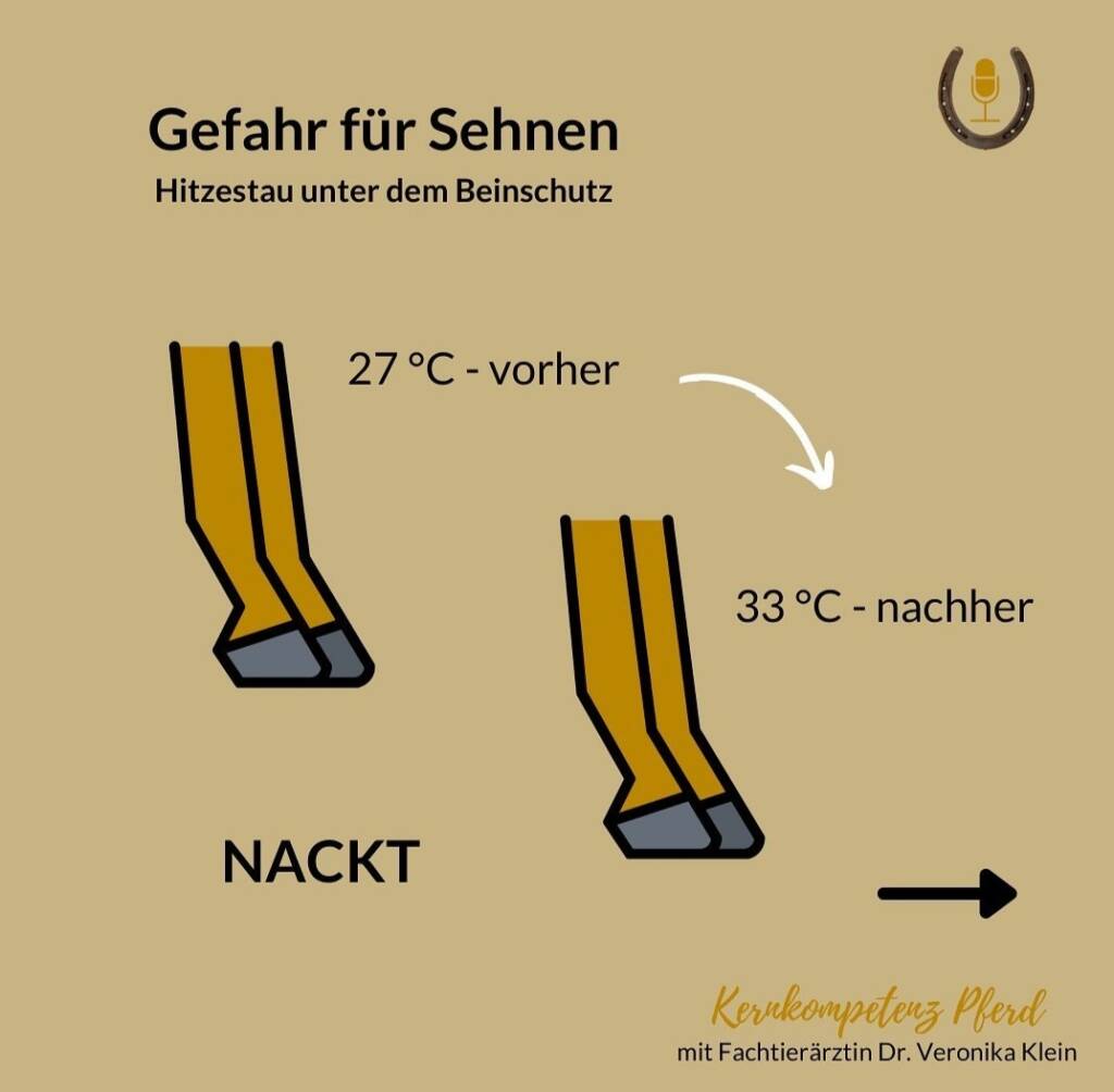Infografik Gefahr für Sehnen: Ein nacktes Pferdebein erwärmt sich in Bewegung von 27 auf 33 Grad, Titelkarte zur Podcastfolge Hitzestau unter dem Beinschutz