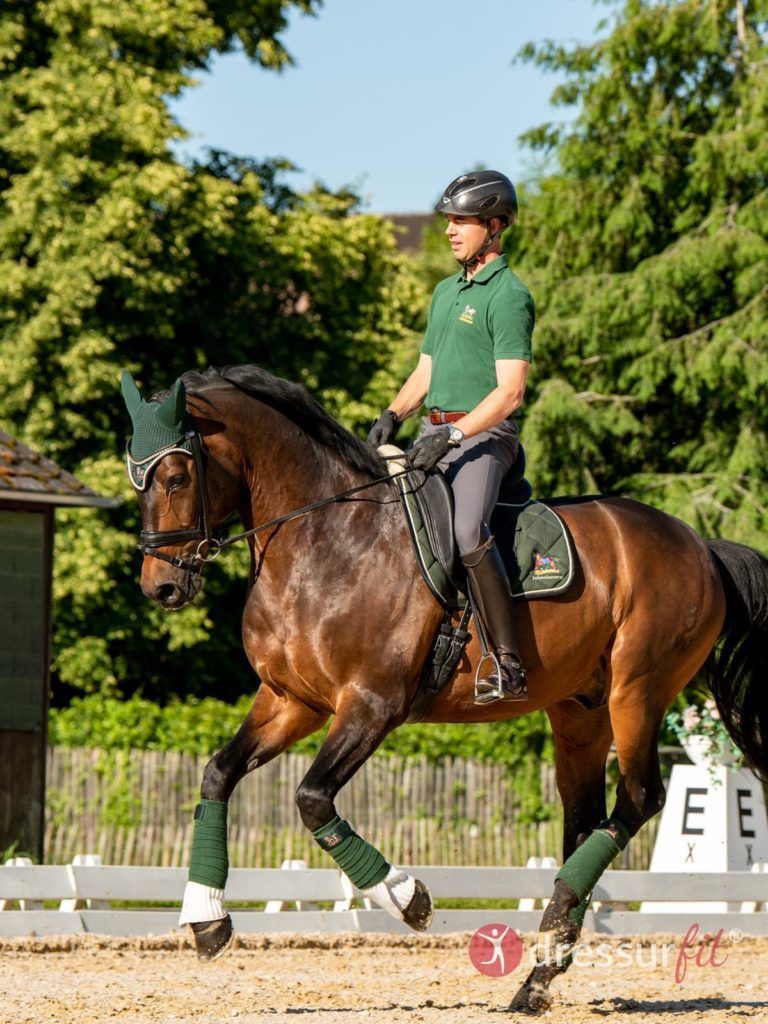 Reiter im grünen Poloshirt galoppiert auf einem braunen Dressurpferd mit grünen Bandagen
