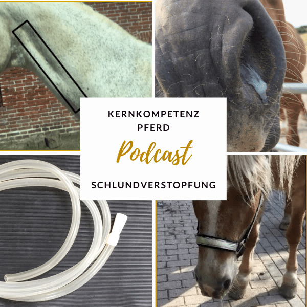 Podcast-Cover Kernkompetenz Pferd zum Thema Schlundverstopfung, mit markierter Drosselrinne, Nasenschlundsonde und einem Pferd mit hängendem Kopf