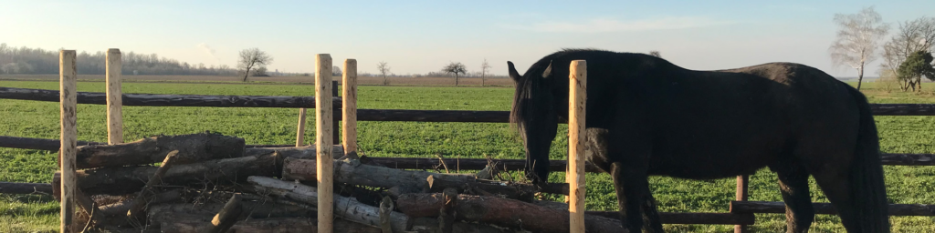 Schwarzes Pferd am Holzzaun des Paddock Trails beim Klepperstall e.V., dahinter weitere Pferde der Herde