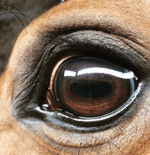 Nahaufnahme eines gesunden Pferdeauges, die Hornhaut spiegelt das Licht glatt und ungebrochen, am oberen Pupillenrand sind die Traubenkörner zu sehen
