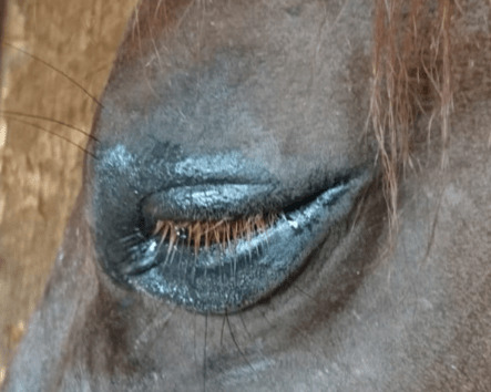 Stark geschwollenes, fast vollständig geschlossenes Pferdeauge, die Wimpern klappen nach unten