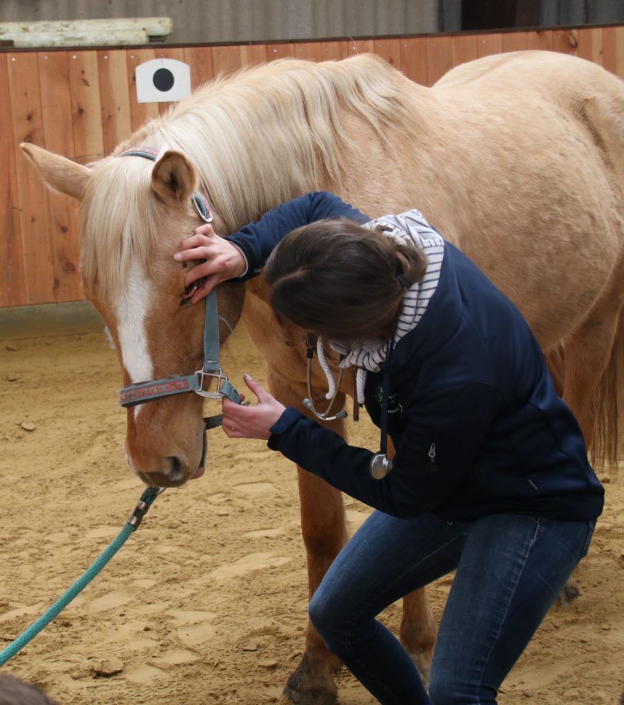 Tierärztin untersucht das Auge eines Palominos, eine Hand am Halfter, seitlich am Pferd stehend mit dem Ellbogen am Hals