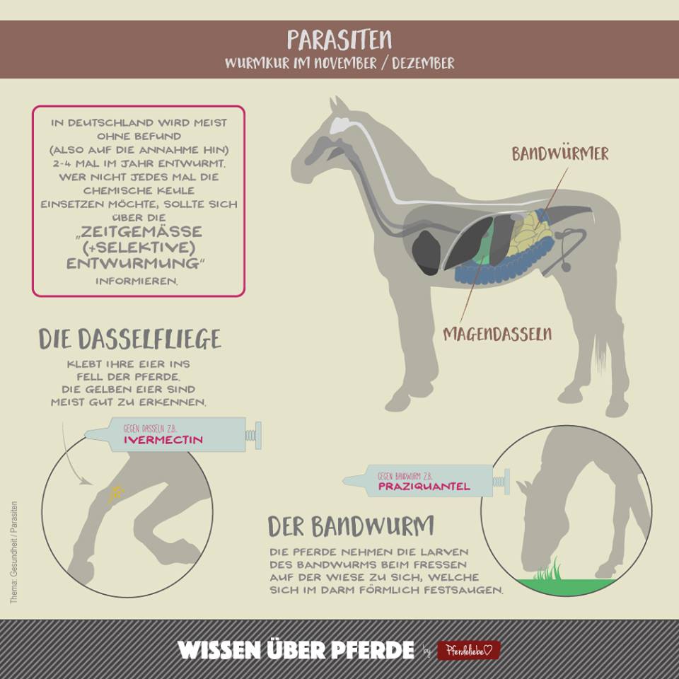 Infografik zu Parasiten beim Pferd: Winterbehandlung im November und Dezember gegen Bandwurm und Magendasseln