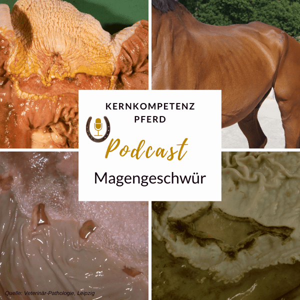 Podcast-Cover zur Folge Magengeschwür: Aufnahmen von Geschwüren in der Magenschleimhaut des Pferdes und ein abgemagertes Pferd