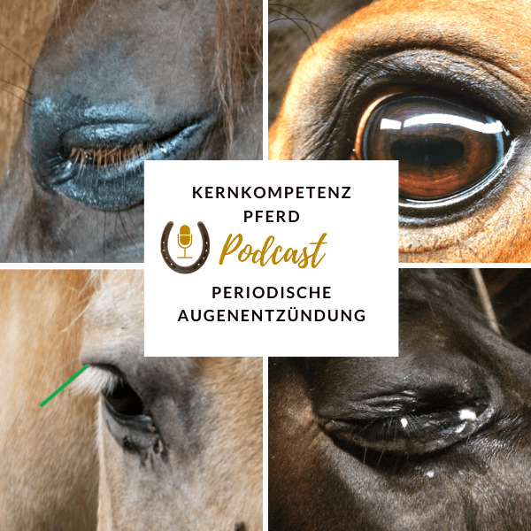 Podcast-Cover zur Folge über die periodische Augenentzündung mit Nahaufnahmen von Pferdeaugen
