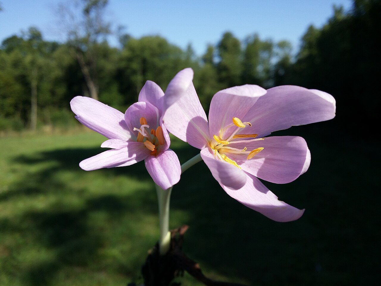 Blasslila Blüte der Herbstzeitlosen auf einer Wiese im Herbst, die Pflanze ist für Pferde sehr stark giftig