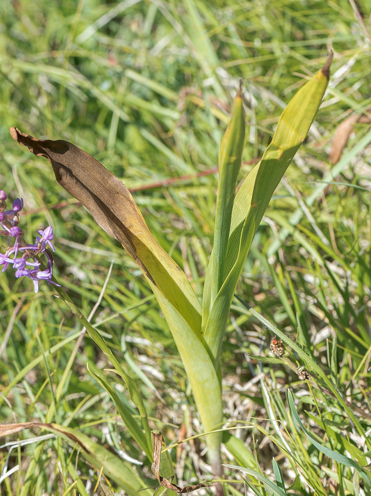 Lange, breite Blätter der Herbstzeitlosen im Frühsommer zwischen Gras, teils schon vergilbt, so gelangt die Giftpflanze ins Heu