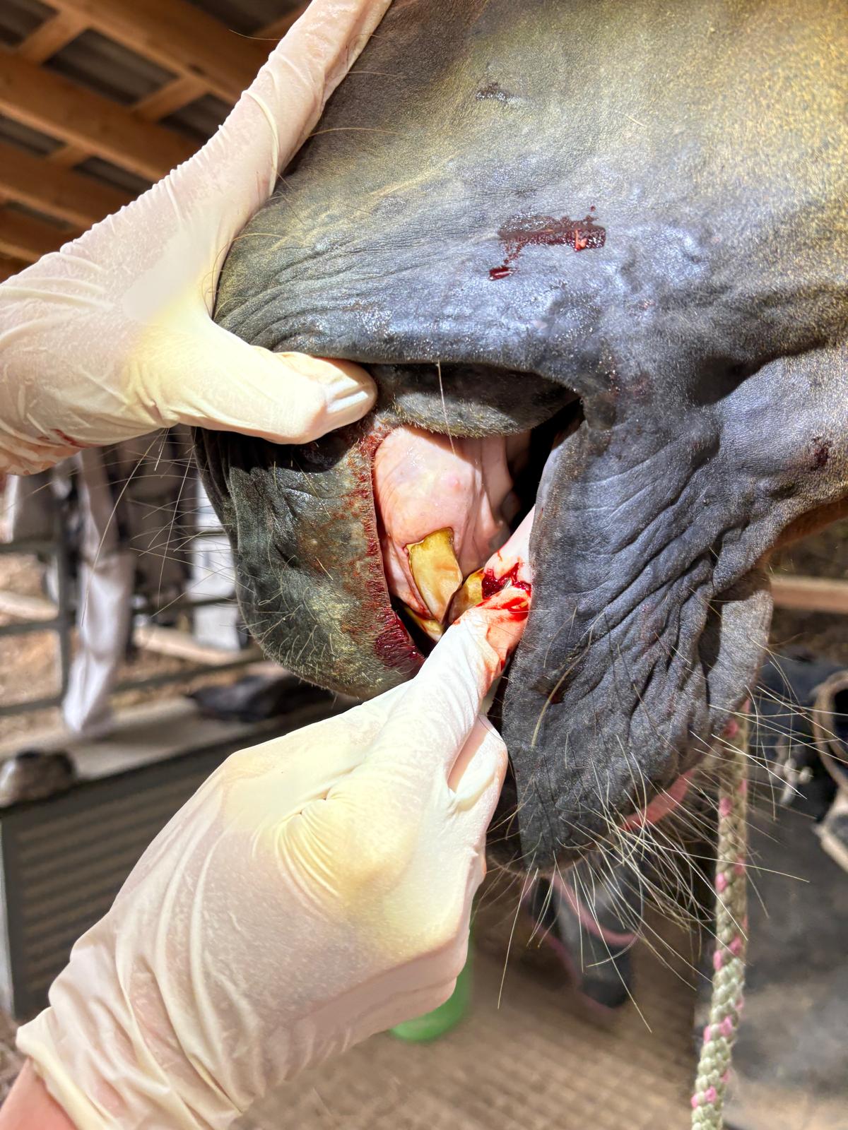 Schneidezahn-Extraktion bei EOTRH: Tierärztin hält die Lippen des sedierten Pferdes auseinander, am Zahn ist frisches Blut zu sehen