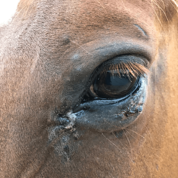 Bindehautentzündung Pferd Hausmittel
