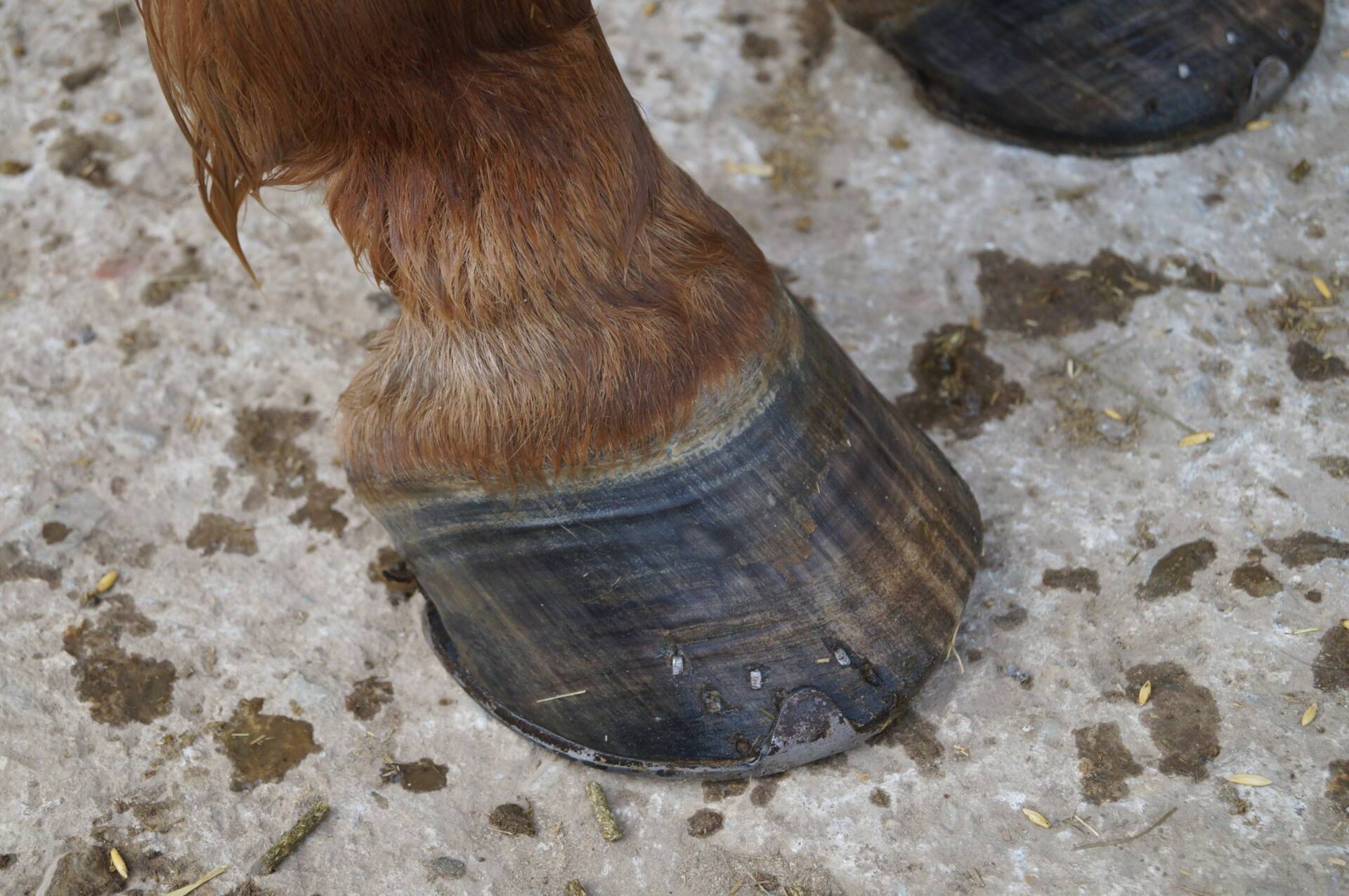 Gefürchtet: Hufrollen-Erkrankung beim Pferd - Kernkompetenz Pferd