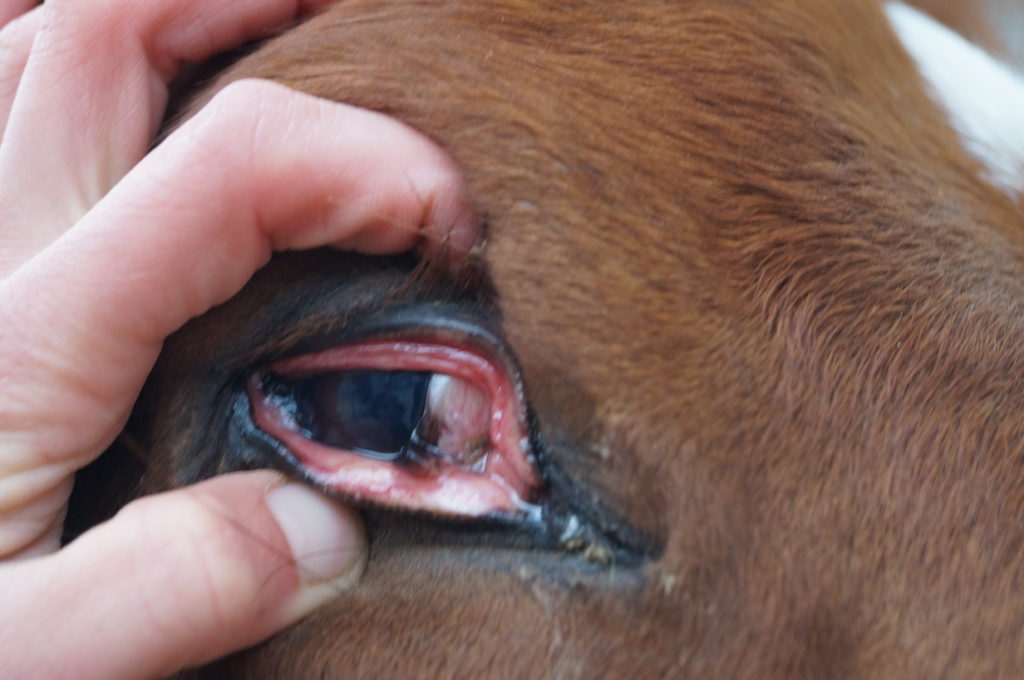 Auge Pferd untersuchen