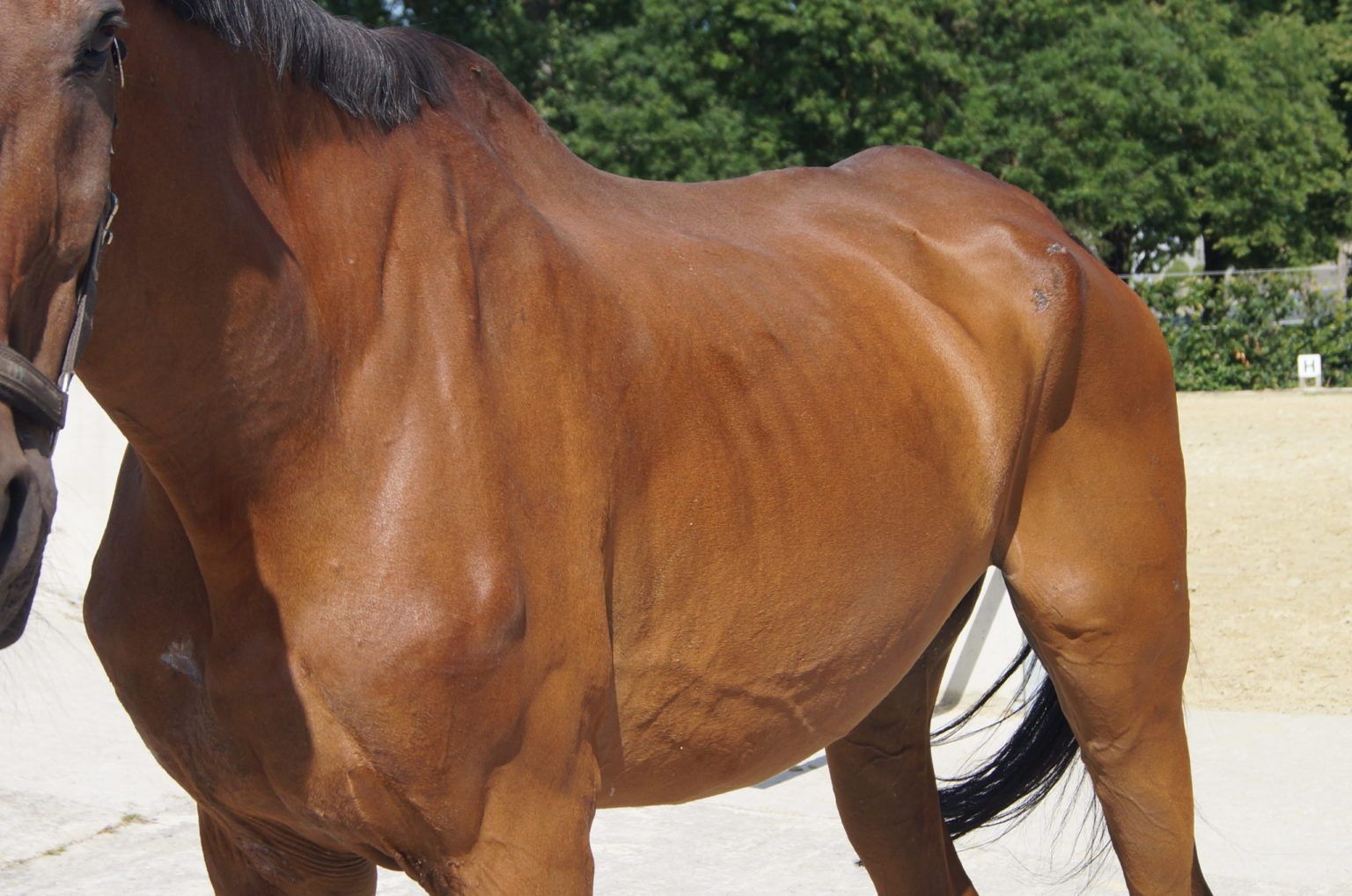 Body Condition Score: Gewicht beim Pferd - Kernkompetenz Pferd