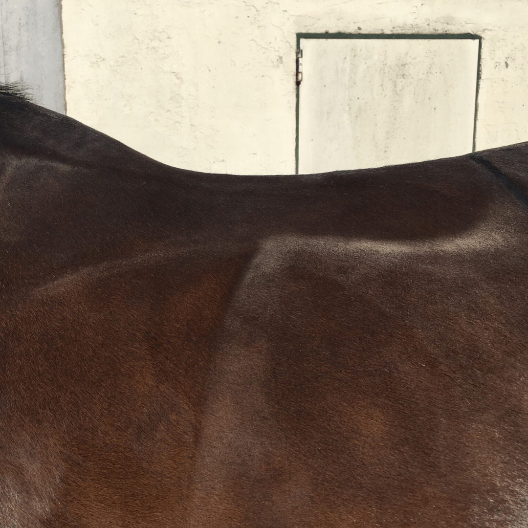 Der Sattel ein Einflussfaktor auf die Pferdegesundheit