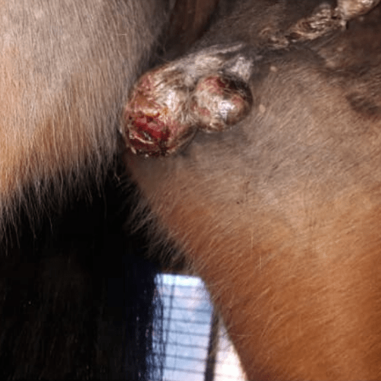 Das equine Sarkoid Hautkrebs beim Pferd Kernkompetenz Pferd