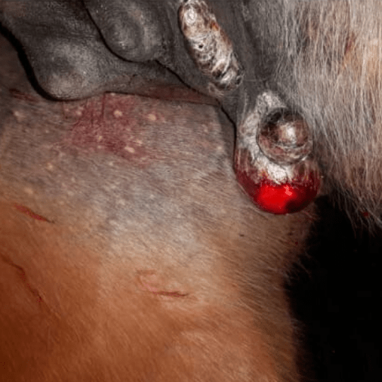 Das equine Sarkoid Hautkrebs beim Pferd Kernkompetenz Pferd
