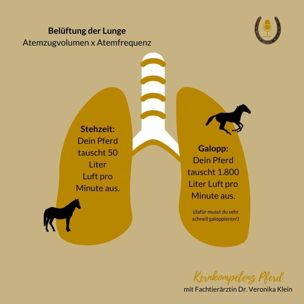 Erklärung zur Pferdelunge für Pferde die Husten -Belüftung der Pferdelunge- Atemzugvolumen x Atemfrequenz 