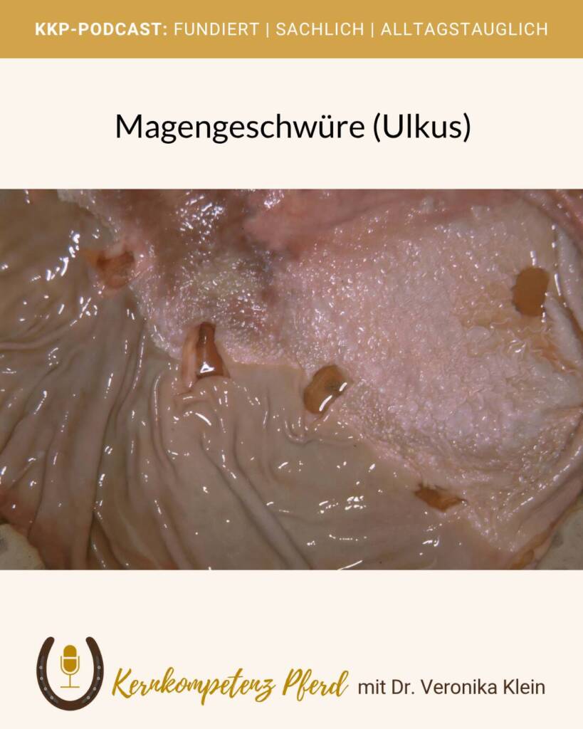 Magengeschür_Pferd_Magenprobleme