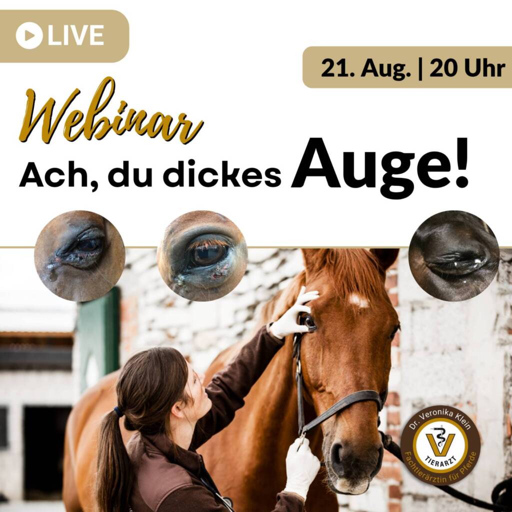 Veronika untersucht ein Pferdeauge und es sind ein paar Beispiele für dicke Pferdeaugen zu sehen.