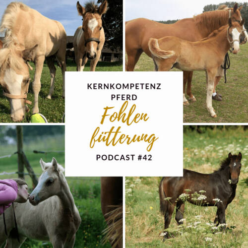 podcast-fohlenfuetterung